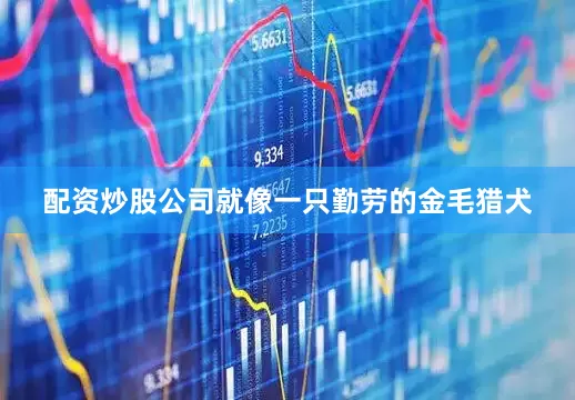 配资炒股公司就像一只勤劳的金毛猎犬